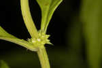 American water horehound